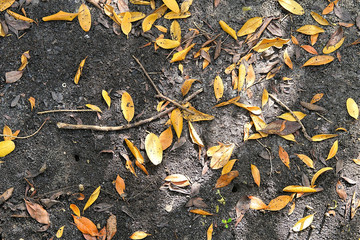   Bright colorful abstract background of mangrove leaves on the sandy shore of the Peace River in Punta Gorda Florida  