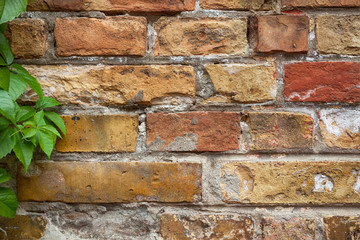 Yellow and red brick wall with green leaves on the left edge