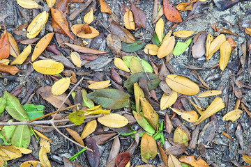   Bright colorful abstract background of mangrove leaves on the sandy shore of the Peace River in Punta Gorda Florida  