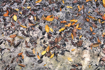   Bright colorful abstract background of mangrove leaves on the sandy shore of the Peace River in Punta Gorda Florida  