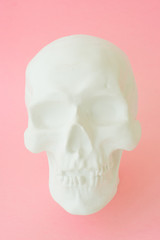 White human skull on pink background. Close up