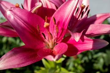 Pink lily, close-up in the garden. Copy space. The concept of summer garden