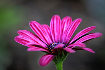 Fototapeta premium Flower