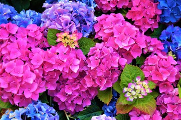 Pink and blue hydrangea flowers, purple.  selective focus.