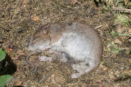 Dead rat lies on the forest floor with flies and maggots