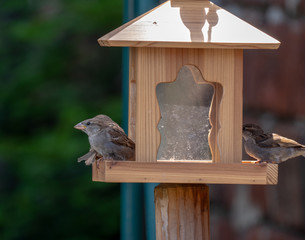 little sparrow on a birdhouse