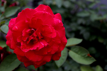 Red rose, with drops of dew, closeup. On a natural background. Copy space. The concept of summer garden