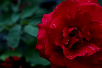Naklejka premium Red rose, with drops of dew, closeup. On a natural background. Copy space. The concept of summer garden