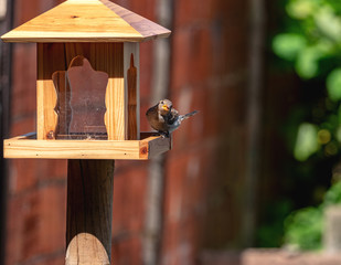 Little sparrow on a birdhouse