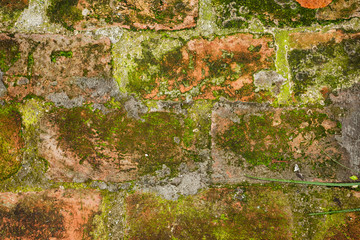 Green moss covered the old red brick wall, natural background