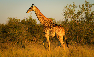Giraffe