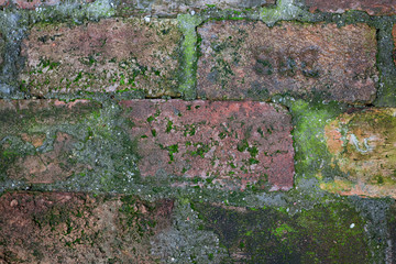 Green moss covered the old red brick wall, natural background