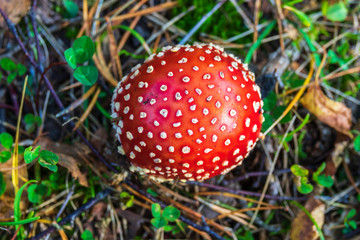 Fly agaric mushroom at the forest floor