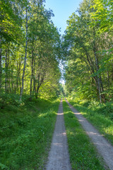 Fototapeta na wymiar Straight dirt road in a deciduous forest in summer