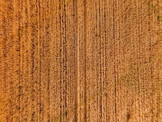 Aerial view of yellow wheat agricultural crops field, top view