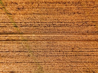 Aerial view of yellow wheat agricultural crops field, top view