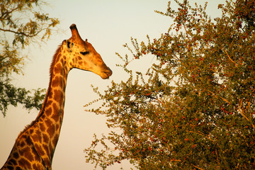 Giraffe