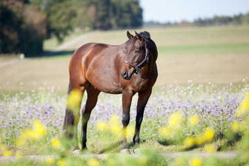pferd warmblut hengst portrait auf Sommer Wiese mit bunten Blumen