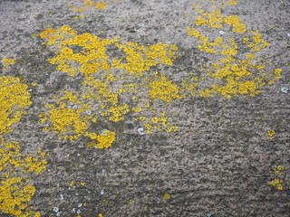 grey concrete texture background