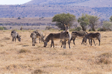 Obraz premium Cape mountain zebra, South Africa