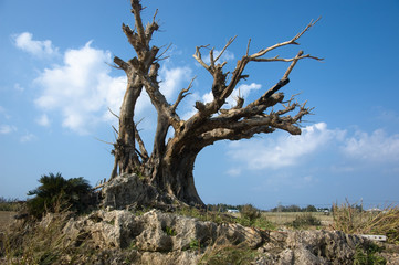 I went on a trip to Hateruma Island in Okinawa.