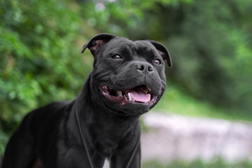  portrait of black staffordshire bull terrier on the background of green trees in the park