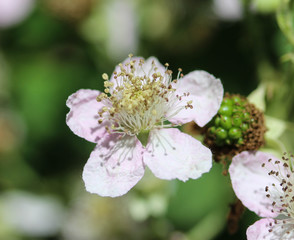 Blackberry flower, Rubus fruticosus, blooming in spring