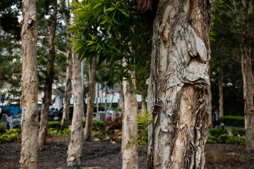 Trees