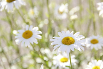 field of daisies