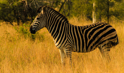 Zebra