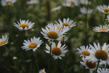 Fototapeta premium field of daisies