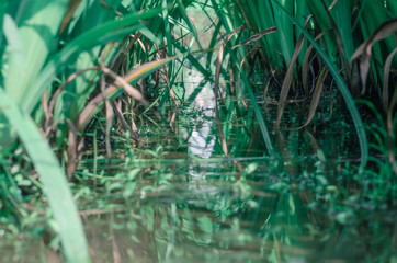 Landscape of the rainy season in Chiba