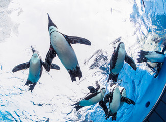 I took a penguin and a gorilla at the zoo. © An artisan