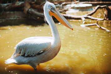 Great white or eastern white pelican standing in river or lake water.