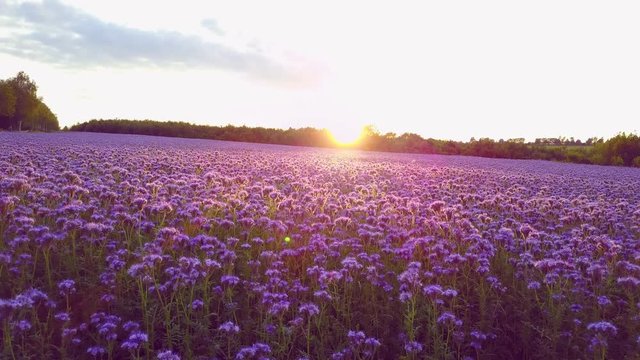 Amazin purple field