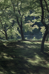 Trees in botanical garden of Kyoto