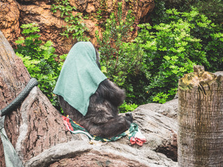 I took a penguin and a gorilla at the zoo.