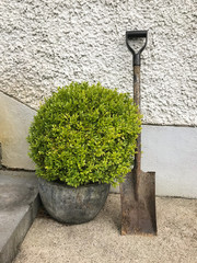 Potted Plant and Garden Shovel