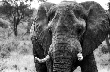 Naklejka premium Elephant broken tusk