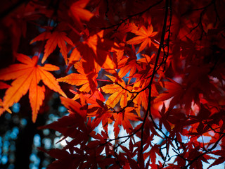 Japan's beautiful maple autumn leaves
