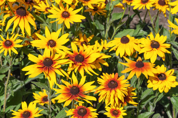 Fototapeta na wymiar Summer yellow flowers close up