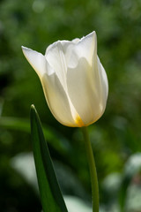 チューリップ