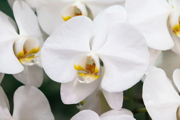 Fototapeta na wymiar White orchid in the garden.