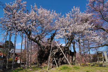 高山神代桜