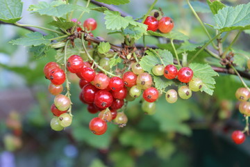 Obraz premium Unripe red currant berries on a branch. Macro.