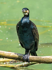The great cormorant, Phalacrocorax carbo sitting on a branch