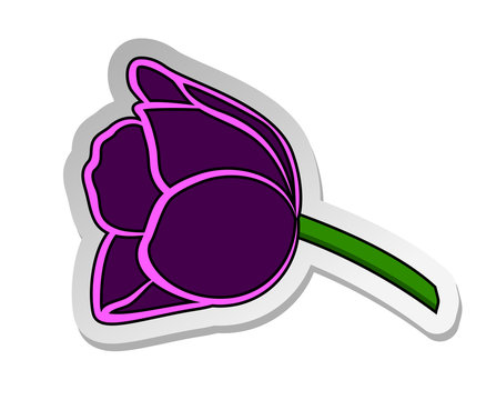 Vector illustration, sticker of purple tulip flower in flat cartoon style isolated on white background