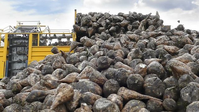 Crane conveyor of combine harvester unloading sugar beet. Harvesting machine working on farmland, slow motion