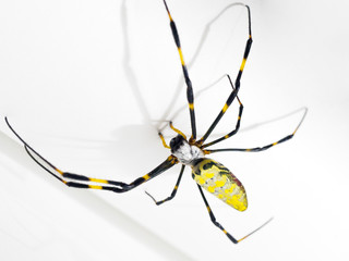 I found a beautiful spider spider.