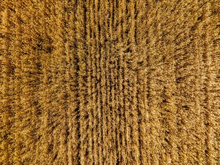Aerial view of yellow wheat agricultural crops field, top view